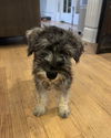 Pepper