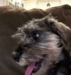 Pepper