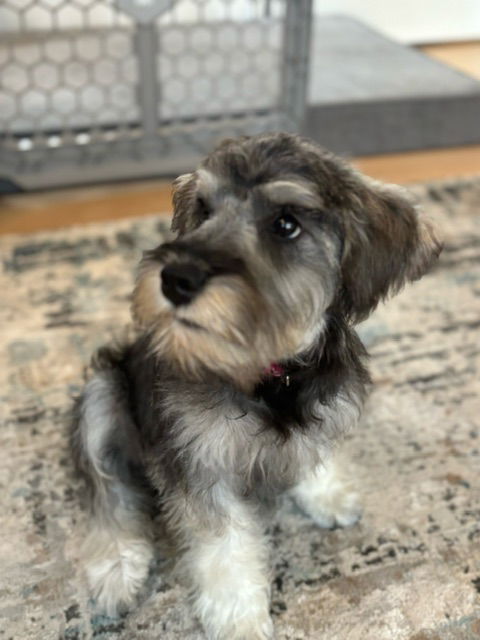 Pepper Small Miniature Schnauzer (medium coat) Female