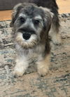 Pepper
