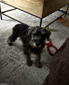 Scout