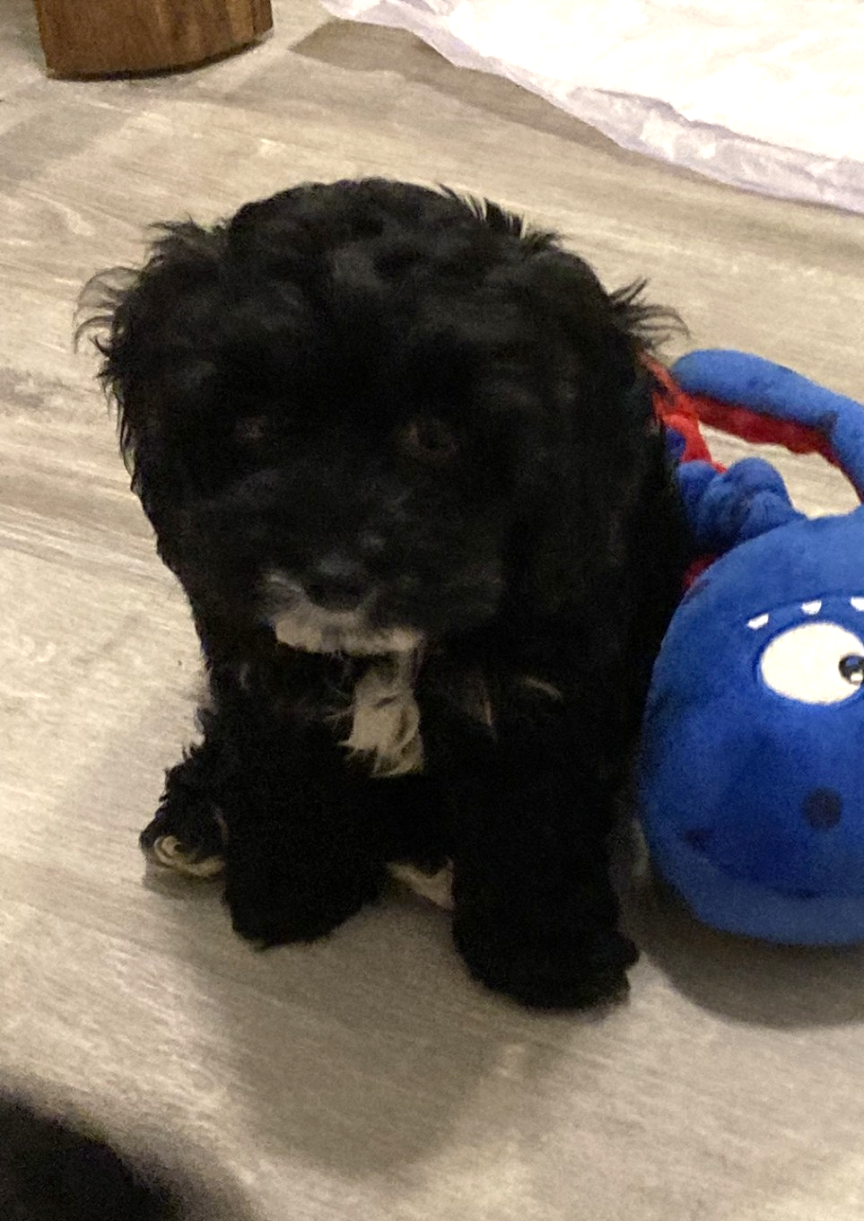 London Small Cocker Spaniel / Poodle (Miniature) (long coat) Female