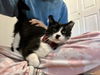 Figaro
