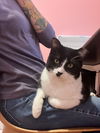 Figaro