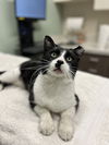 Figaro
