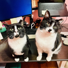 Figaro