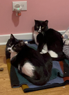 Figaro