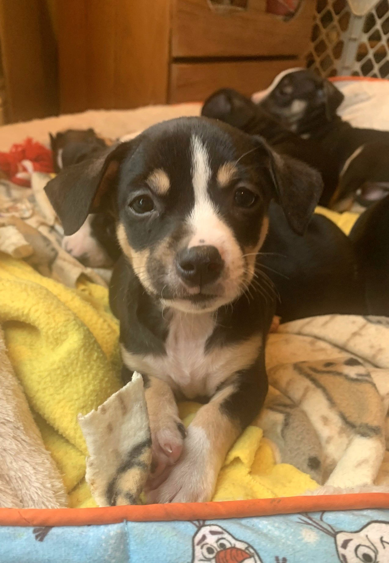 BB Inigo Montoya Small Chihuahua / Dachshund / Mixed (short coat) Male