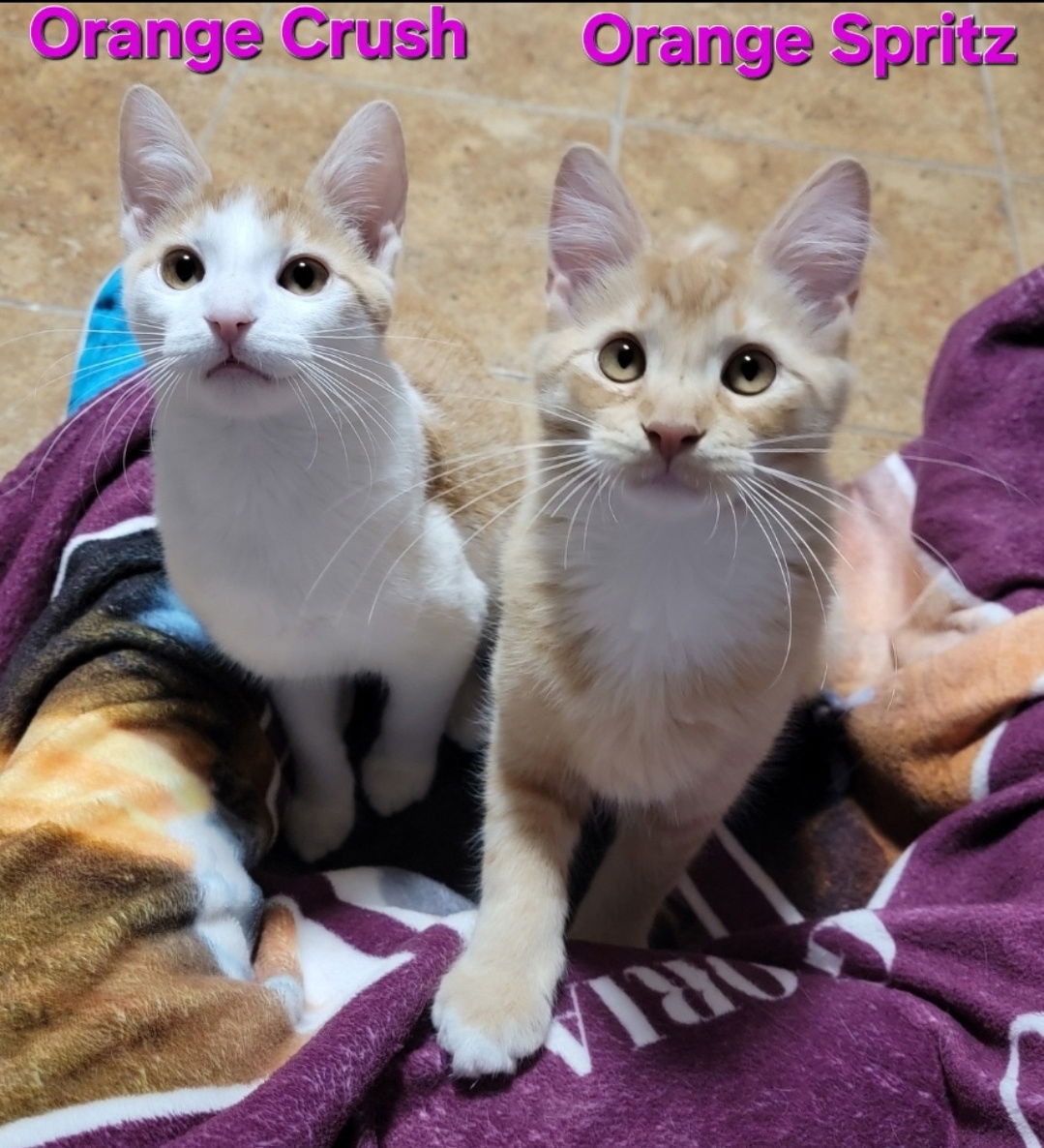 Orange Crush & Orange Spritz (*pair)  Domestic Short Hair (short coat) Male