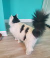 Zebra Cake
