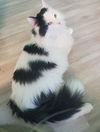 Zebra Cake