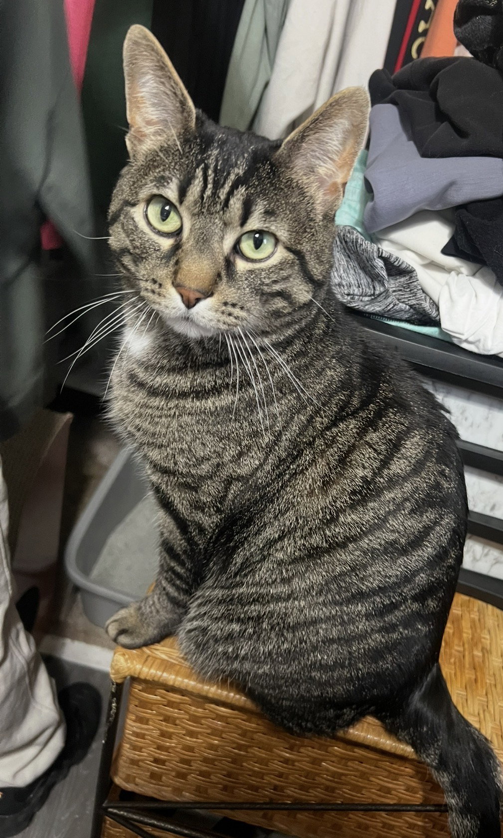 Roberto  Domestic Short Hair (short coat) Male