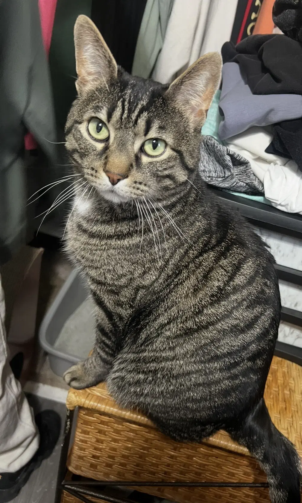 Roberto - Domestic Short Hair
