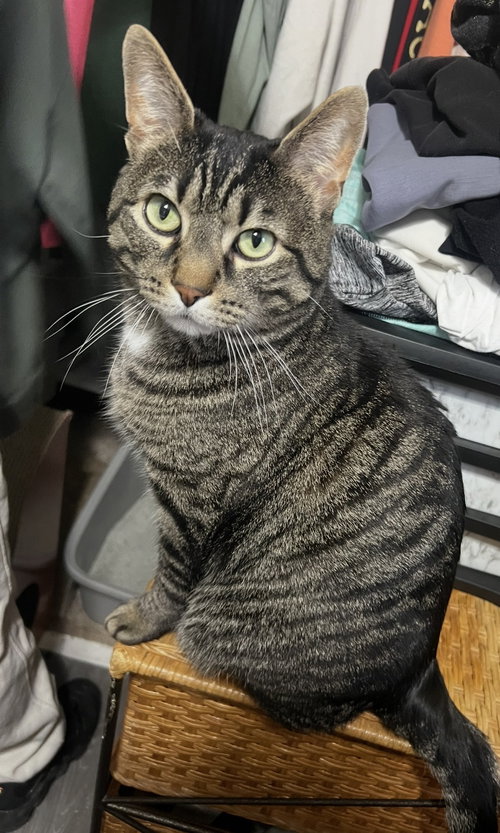 Roberto, Adult Domestic Short Hair (short coat), cat for adoption in Orland Park, Illinois