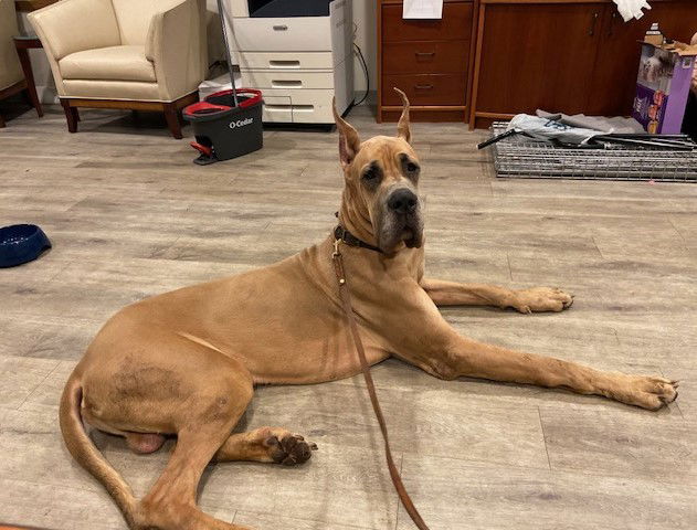 Milhouse X-Large Great Dane (short coat) Male