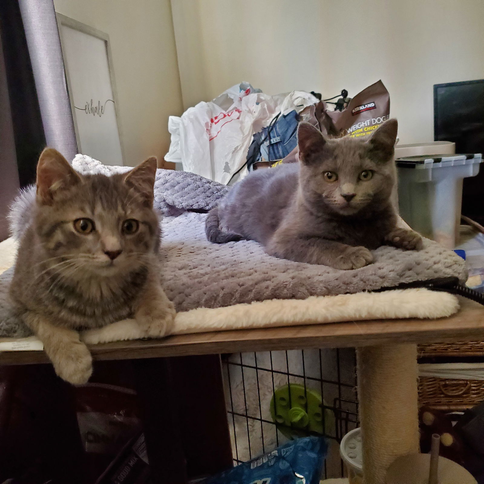 Chips and Salsa (bonded pair)  Domestic Short Hair (short coat) Male