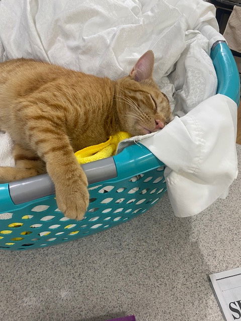 Peanut  Domestic Short Hair (short coat) Male