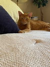 Peanut