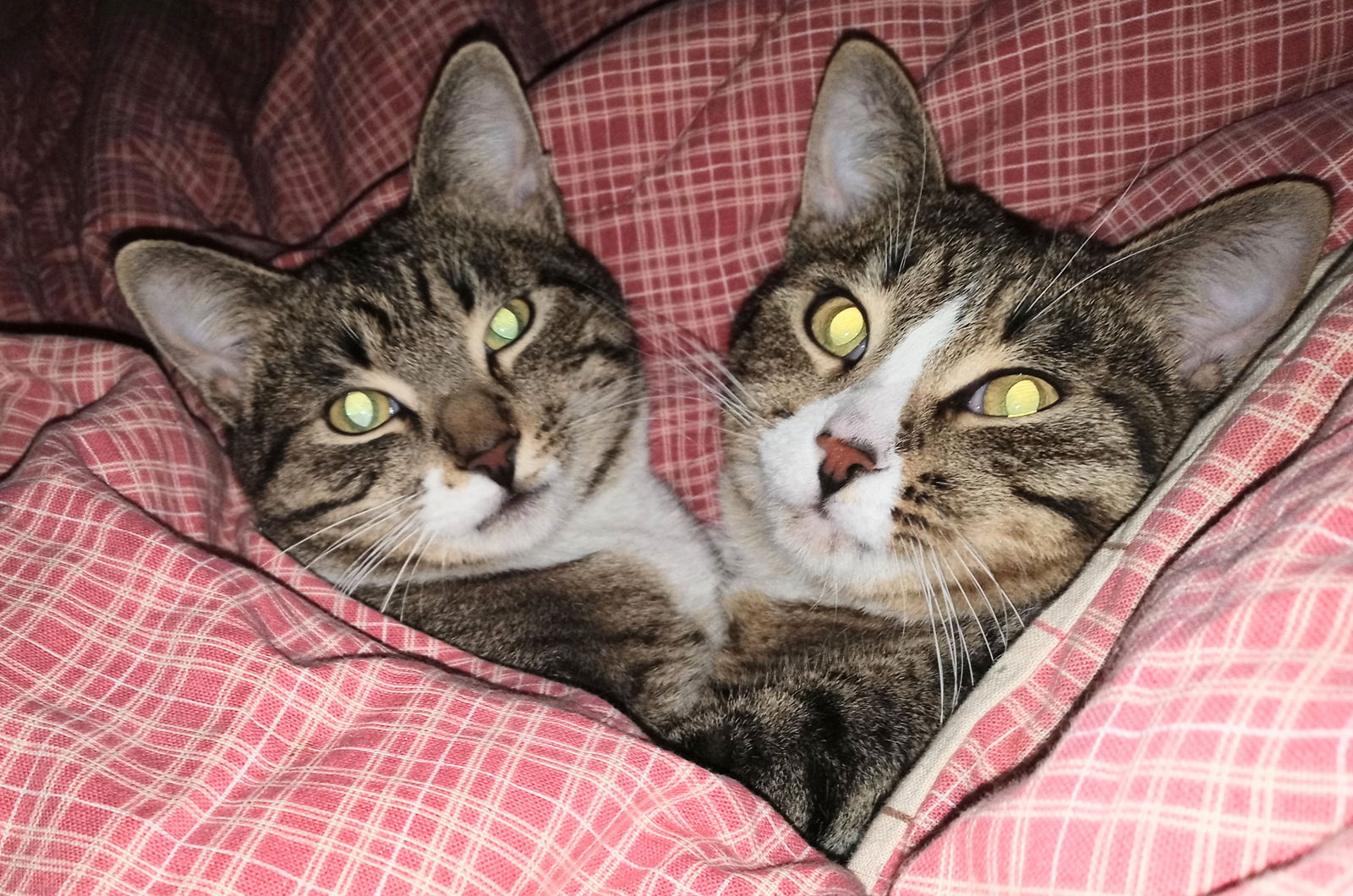 Shun Shun and Li Li (bonded brothers)  Domestic Short Hair (short coat) Male