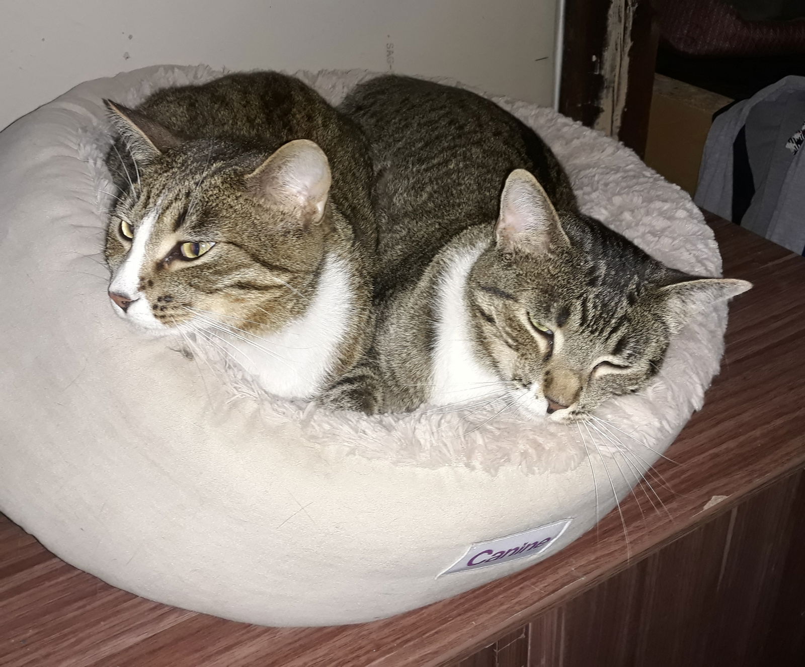 Shun Shun and Li Li (bonded brothers)  Domestic Short Hair (short coat) Male