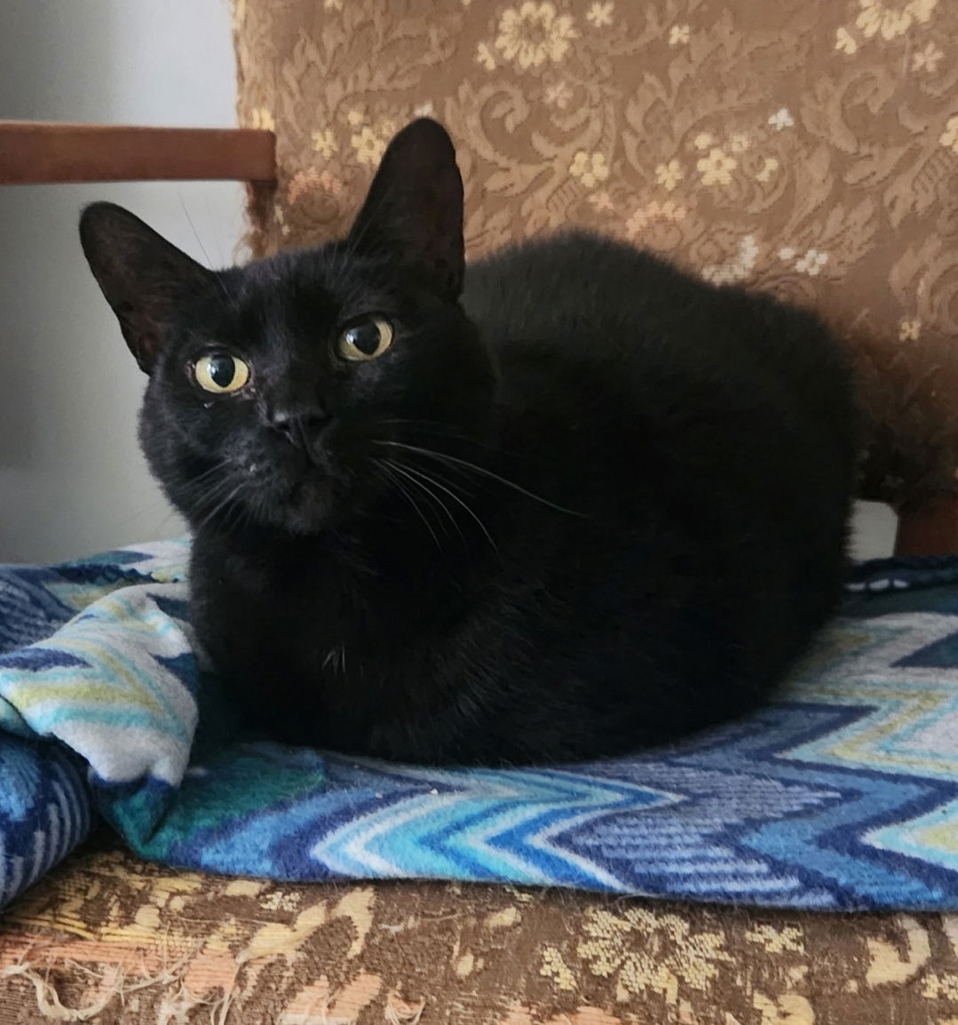 Missie  Domestic Short Hair (short coat) Female