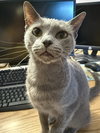 Dusty - Photo 4