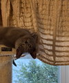 Dusty - Photo 2