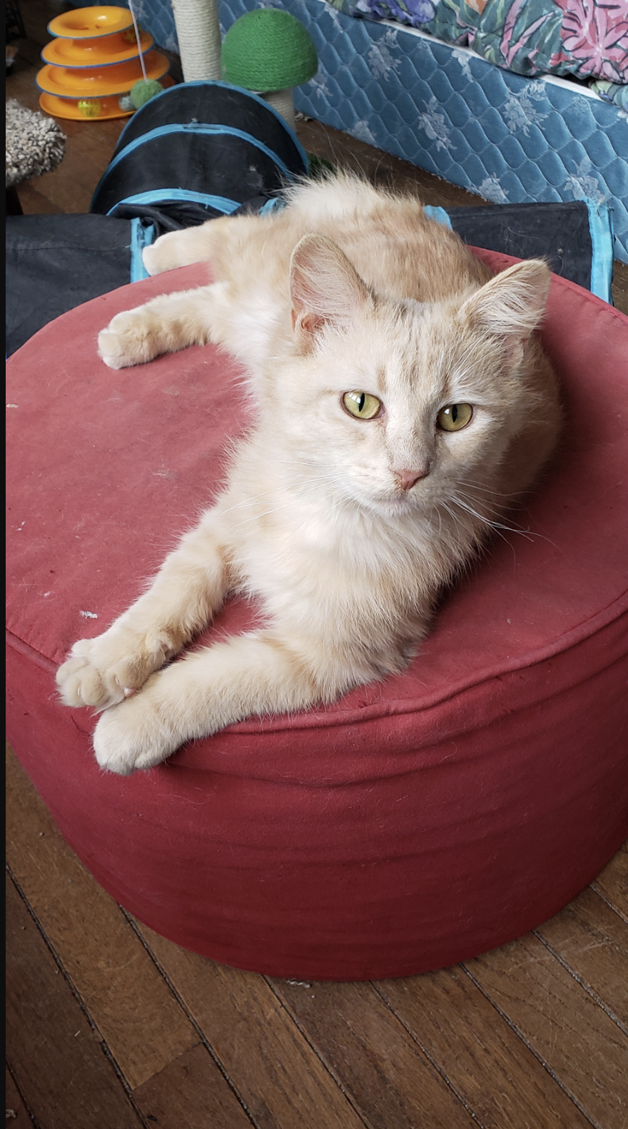 Jr.  Domestic Long Hair / Tabby (long coat) Male