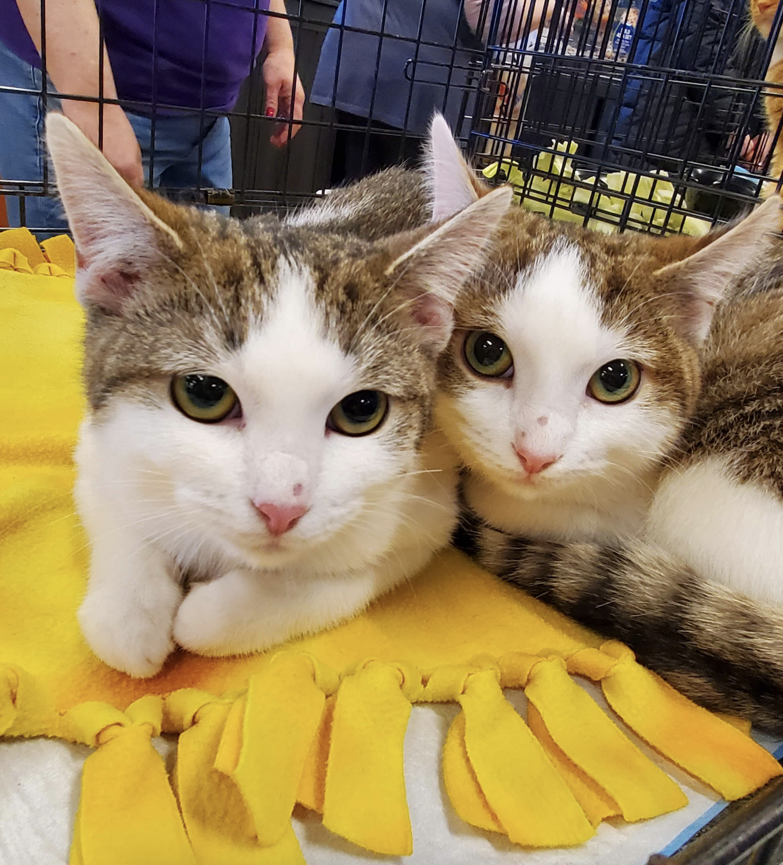 Jupiter and Neptune (bonded pair)  Domestic Short Hair Female