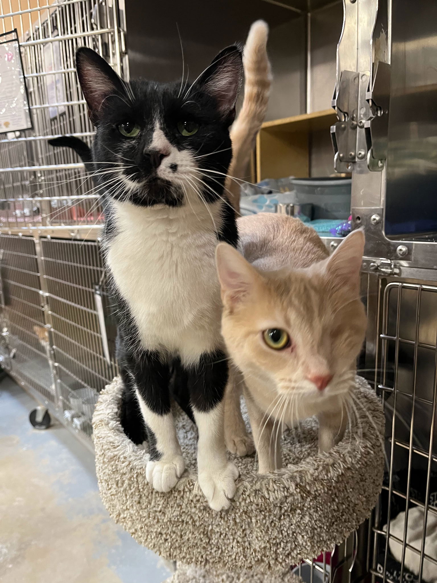 Oreo & Gremlin (bonded pair)  Domestic Short Hair Male