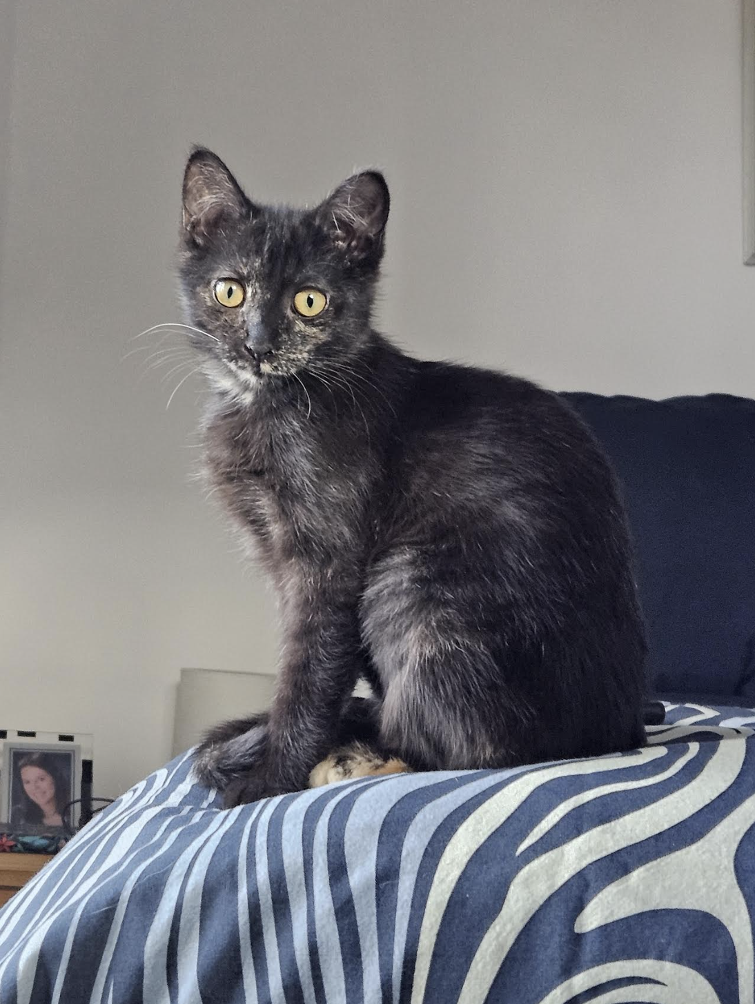 Gizmo  Domestic Short Hair (short coat) Female