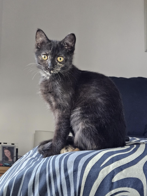 Gizmo