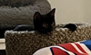 Gizmo