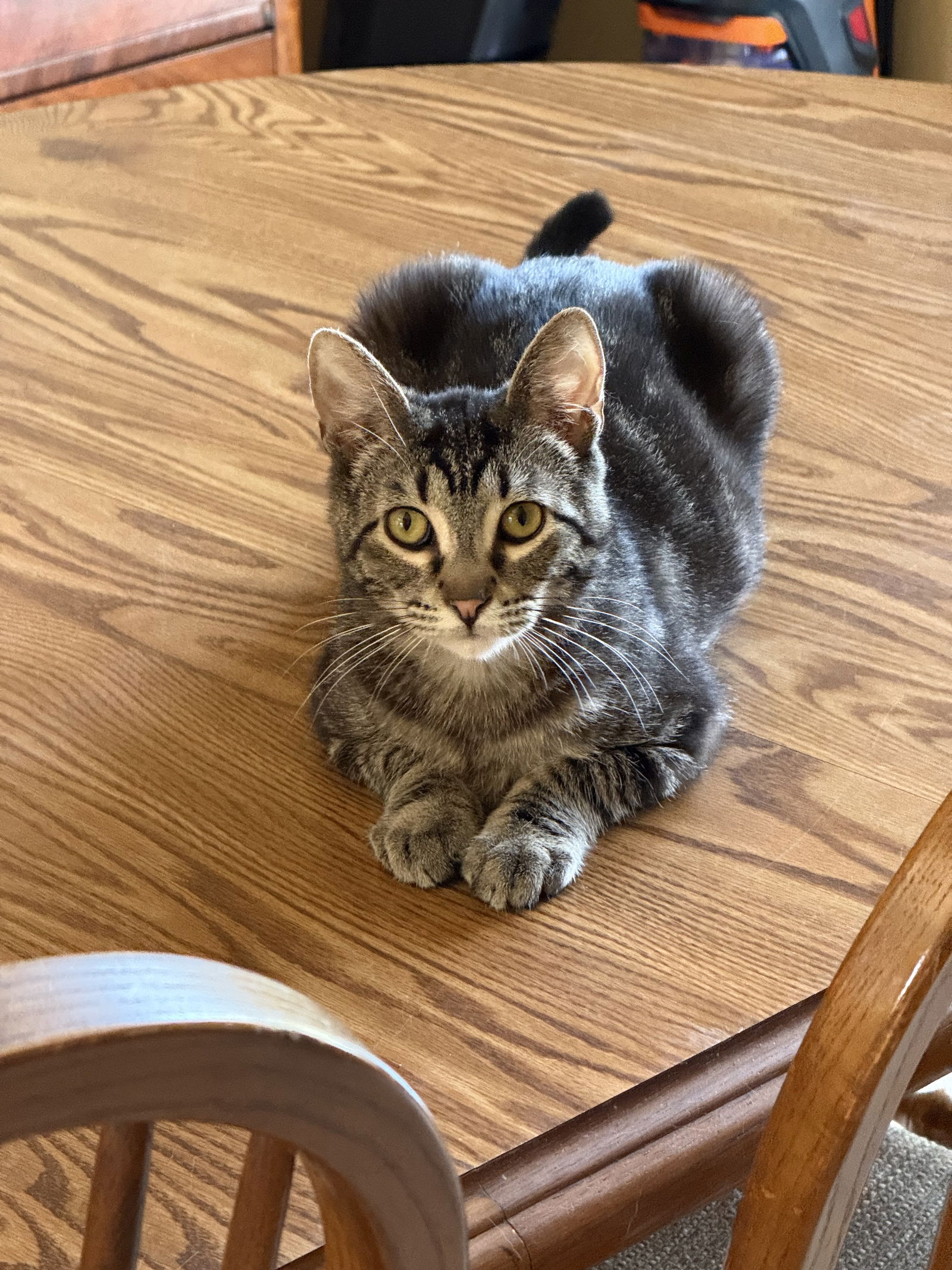 Bacon  Domestic Short Hair (short coat) Male