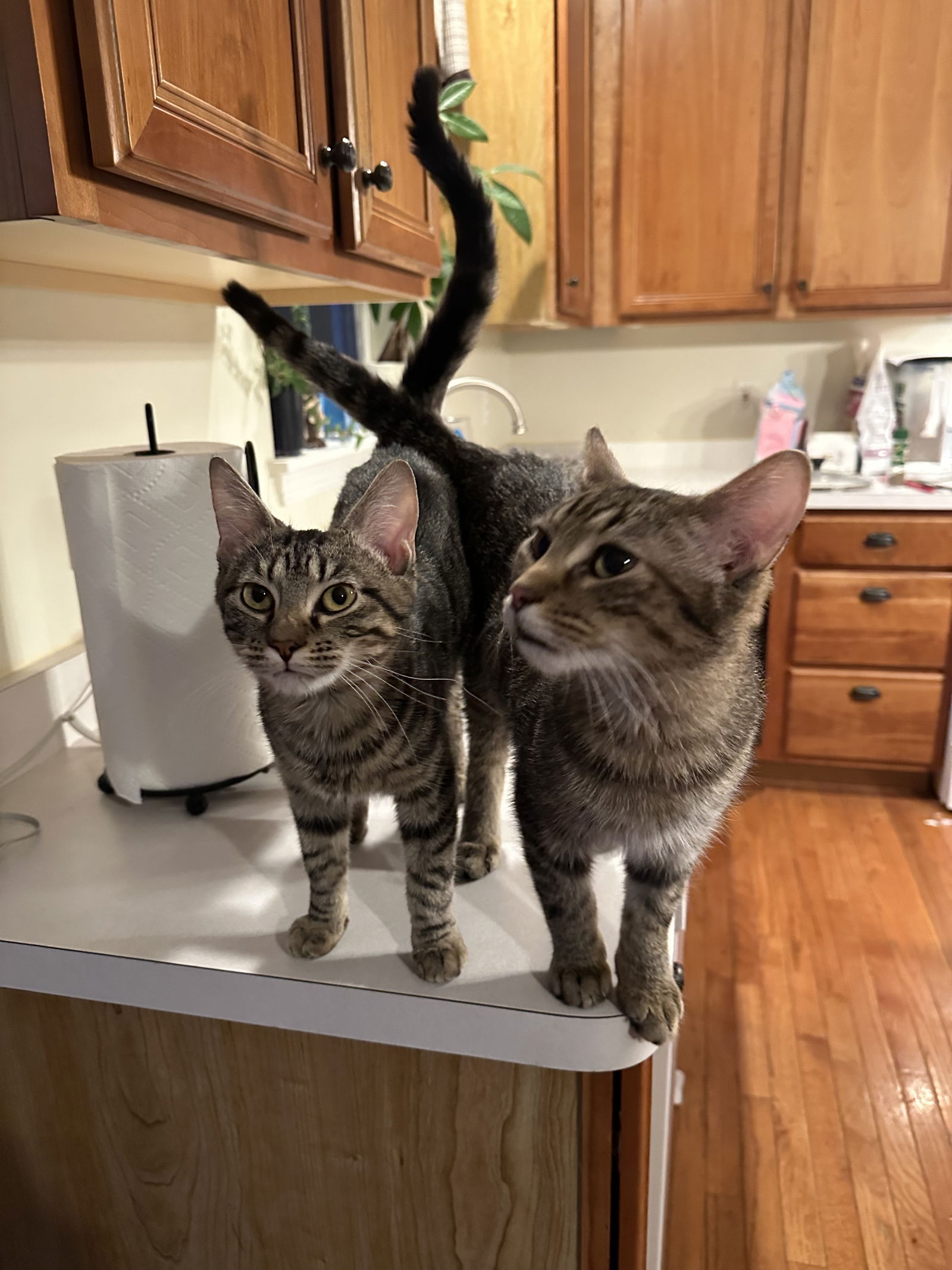 Lettuce and Tomato (bonded pair)  Domestic Short Hair (short coat) Male