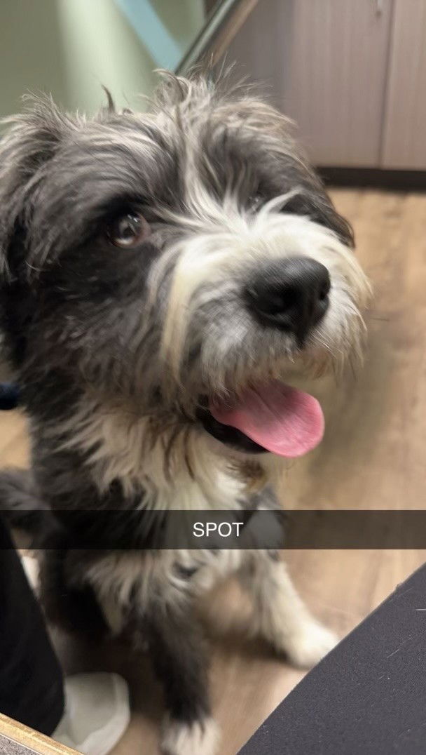 Spot Medium Shih Tzu / Husky / Mixed (medium coat) Male