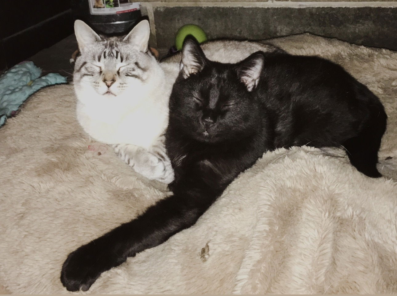 Jason and Jasper ***Bonded Pair***  Domestic Short Hair (short coat) Male