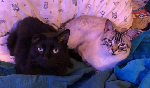 Jason and Jasper ***Bonded Pair***