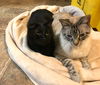 Jason and Jasper ***Bonded Pair***