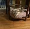 Jason and Jasper ***Bonded Pair***