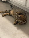 Star & Dory (**bonded pair)