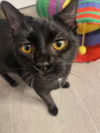Star & Dory (**bonded pair)