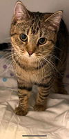 Star & Dory (**bonded pair)