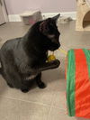 Star & Dory (**bonded pair)