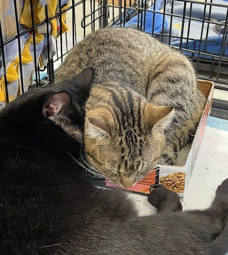 Star & Dory (**bonded pair)  Domestic Short Hair (short coat) Female