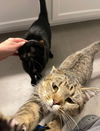 Star & Dory (**bonded pair)