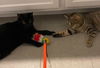 Star & Dory (**bonded pair)