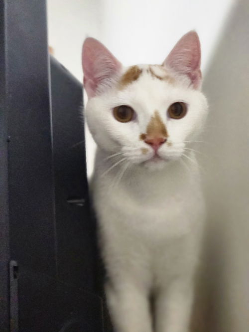Yuki
