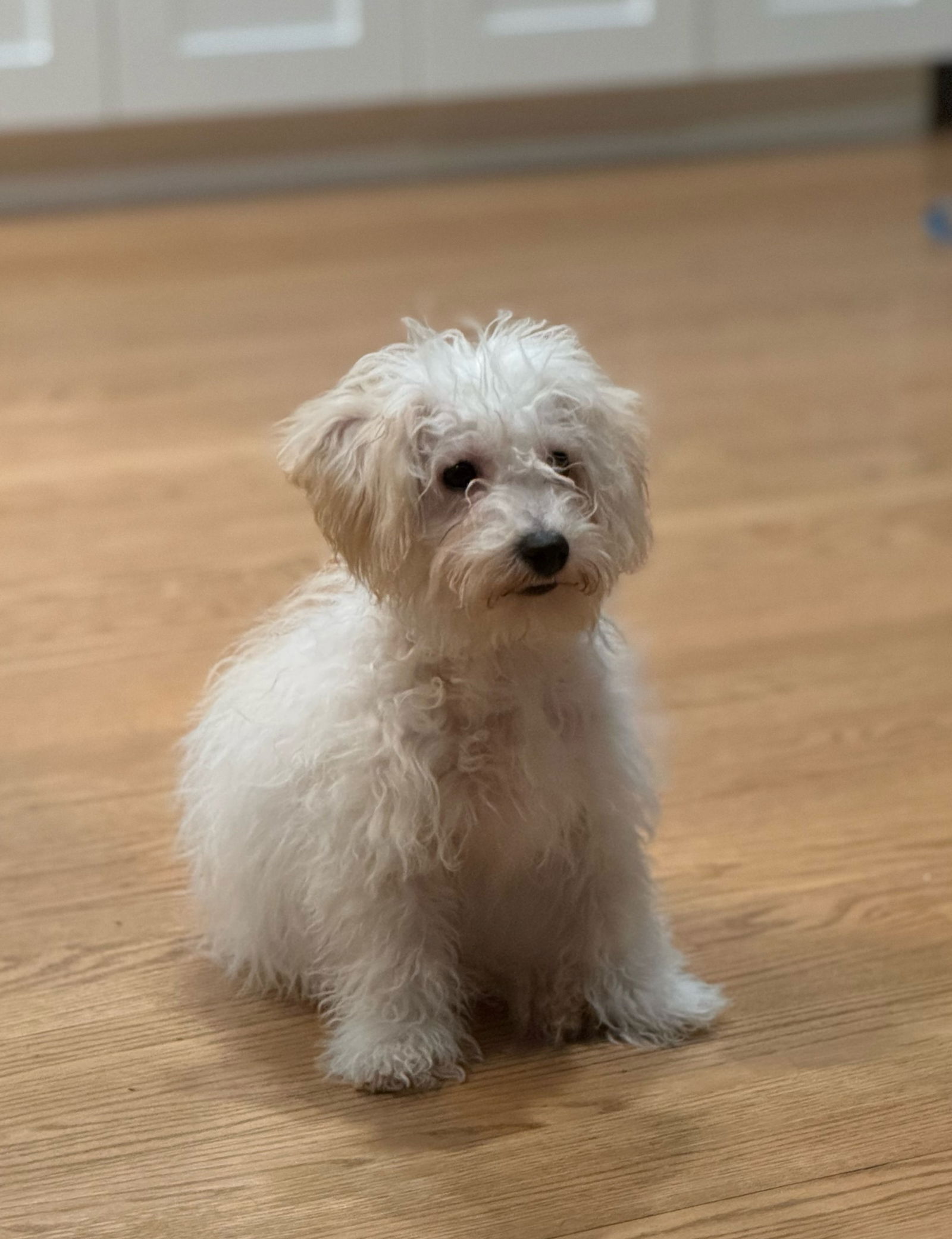 Honey Bee Small Bichon Frise / Poodle (Toy) (long coat) Female