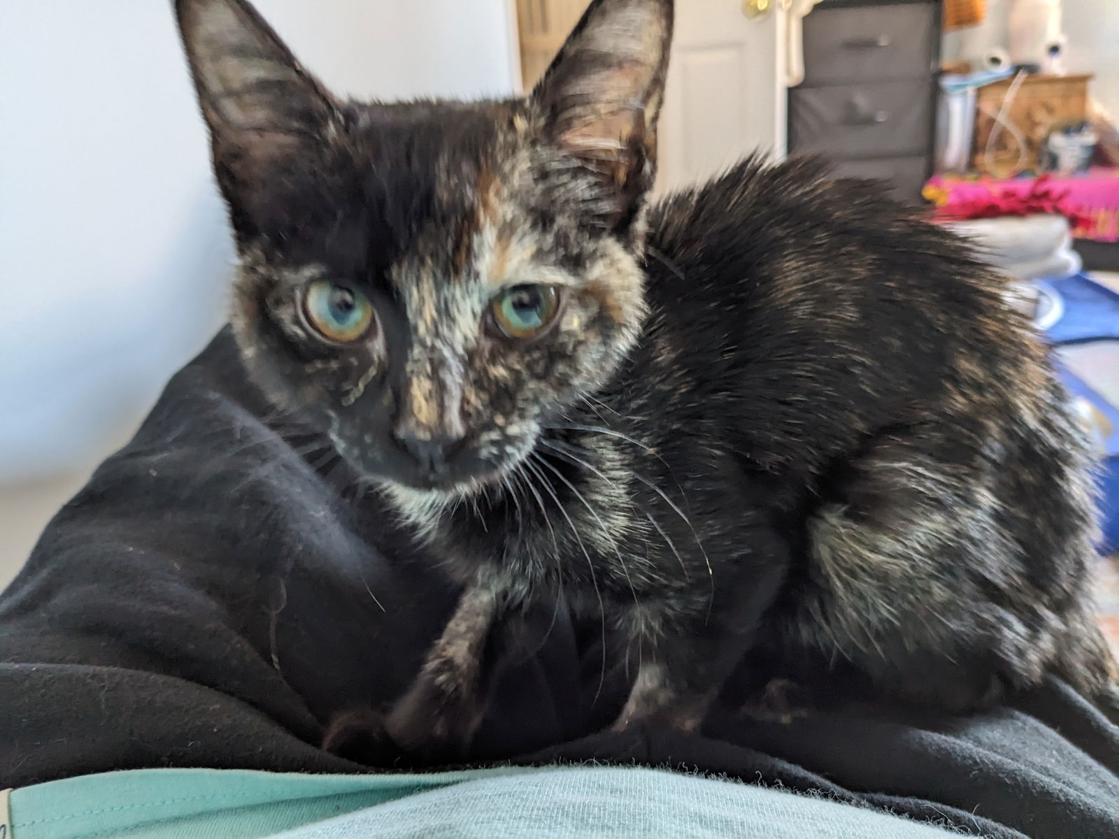 Beaker  Domestic Short Hair (short coat) Female